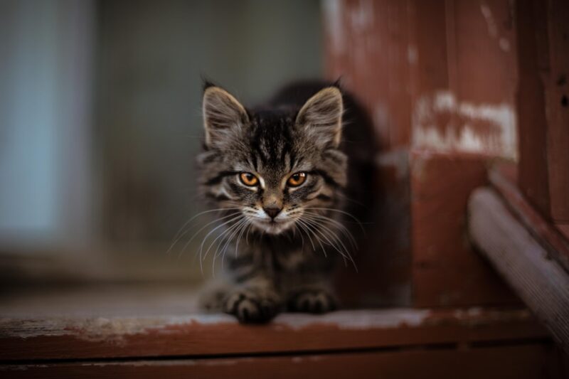 Obese Animals: The Growing Concern of Overfeeding